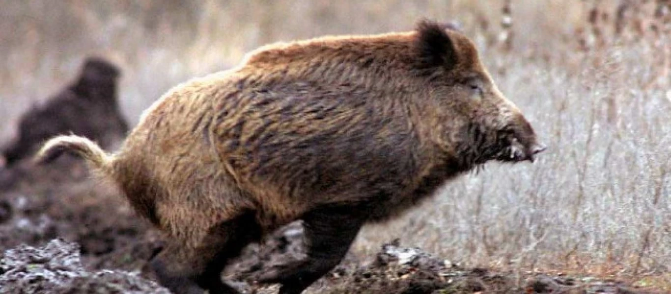 Με συρμάτινες θηλιές κυνηγούσε αγριογούρουνα στη Μεσσηνία